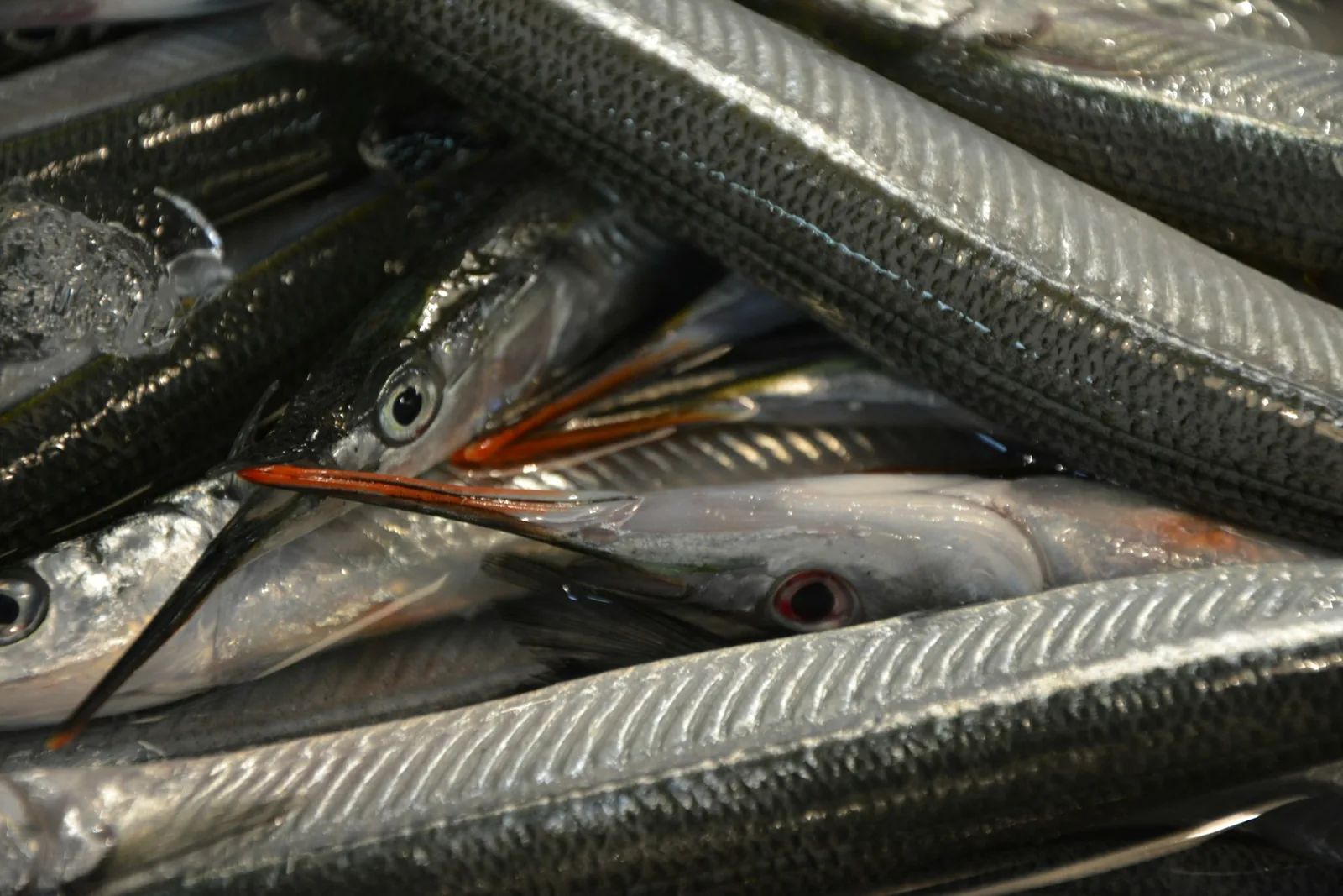 Anchovy fillets