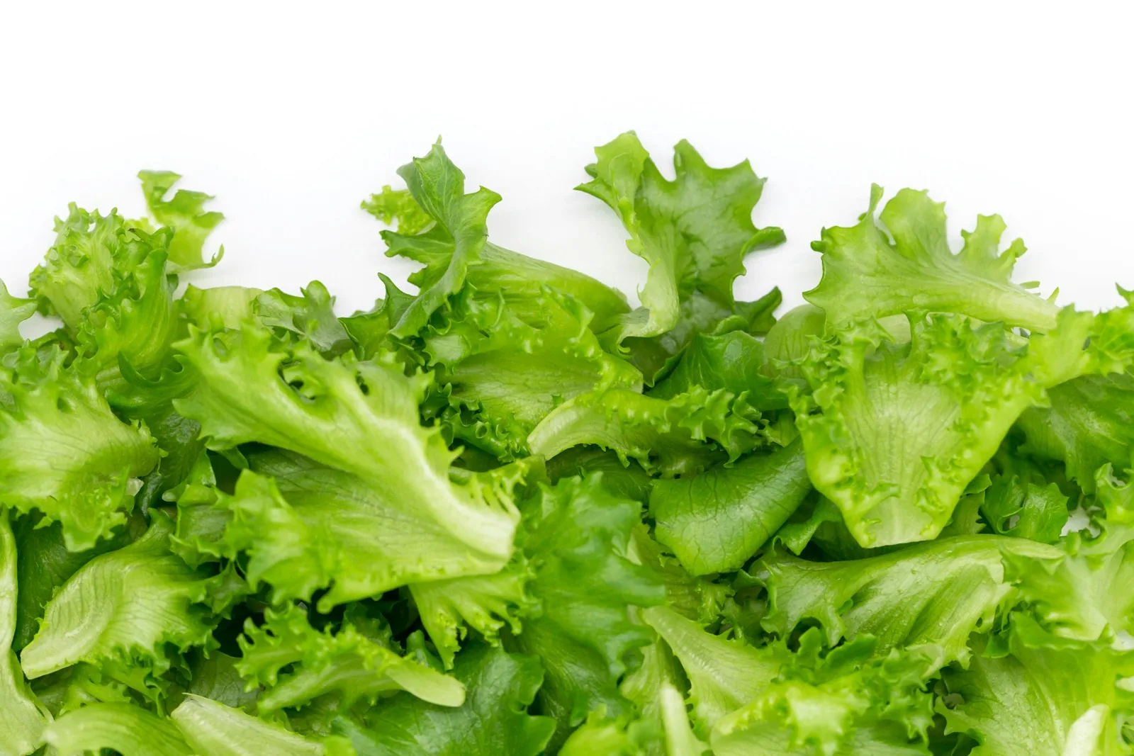 Crisp green lettuce leaves