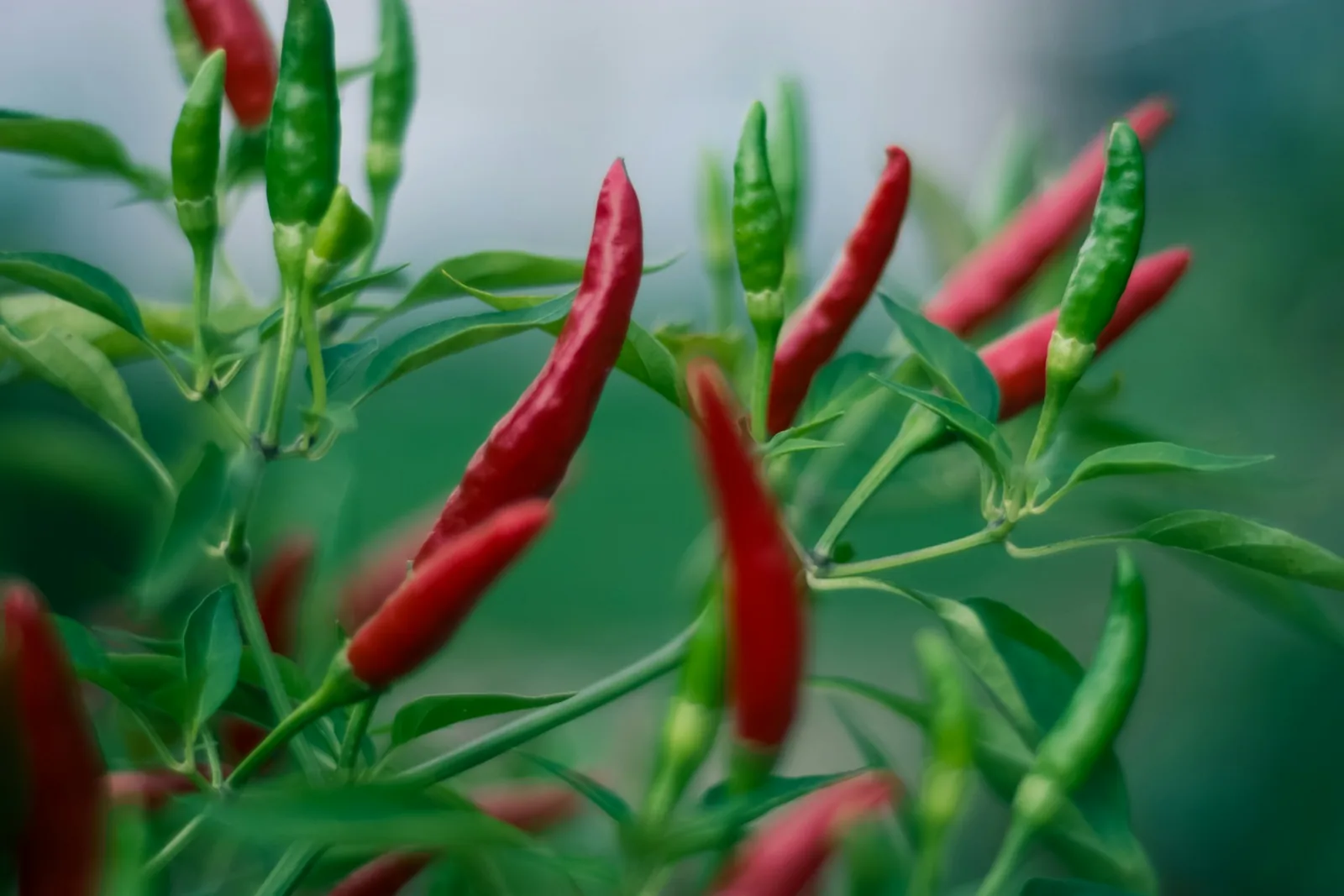 Fresh red chillies