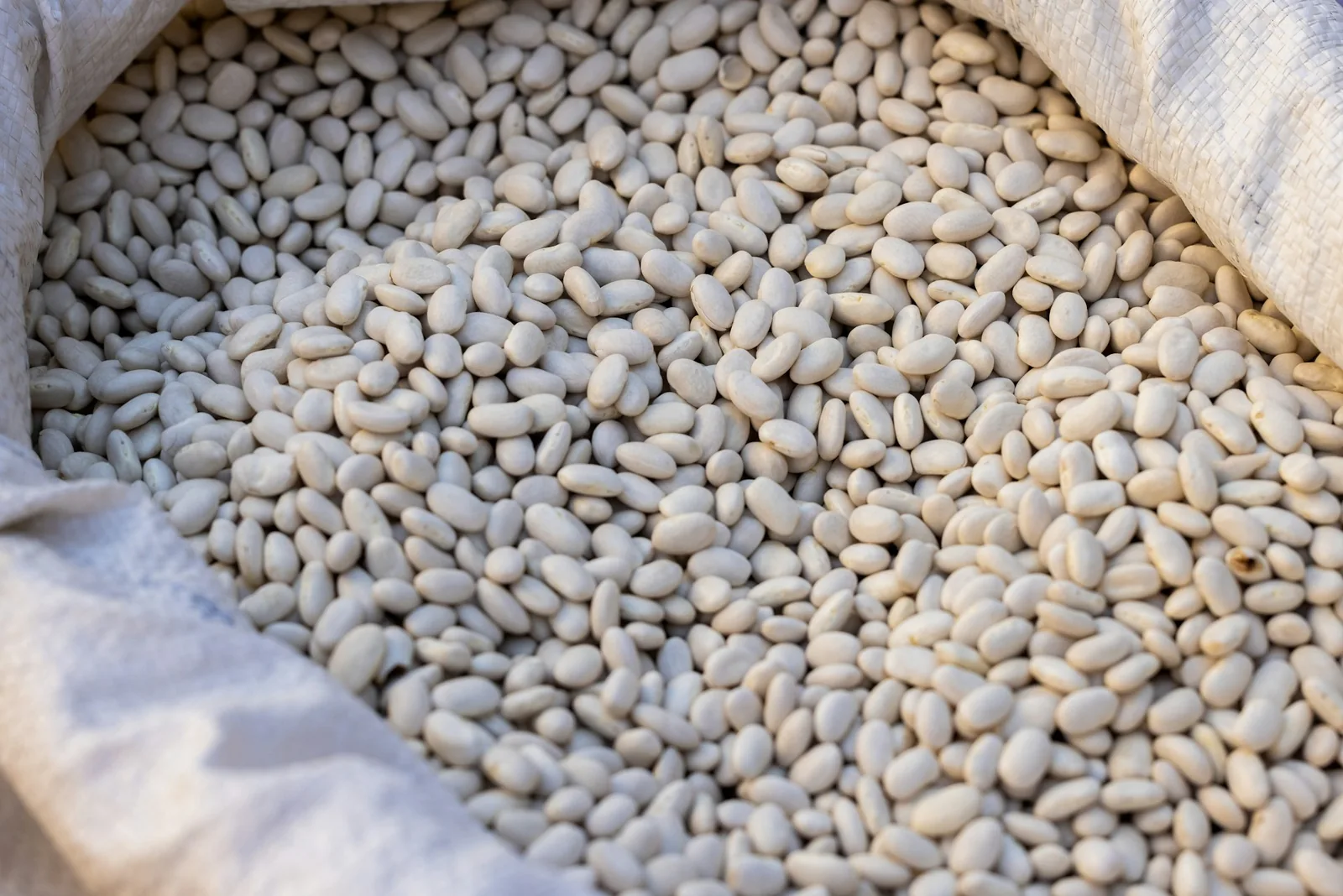 White beans in a bowl