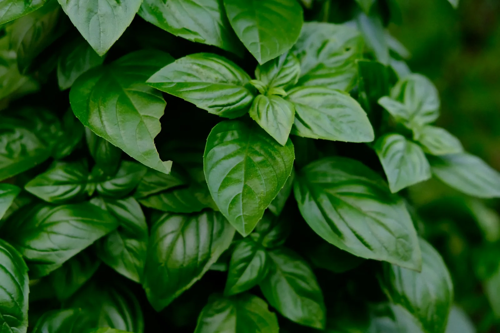 Fresh basil leaves