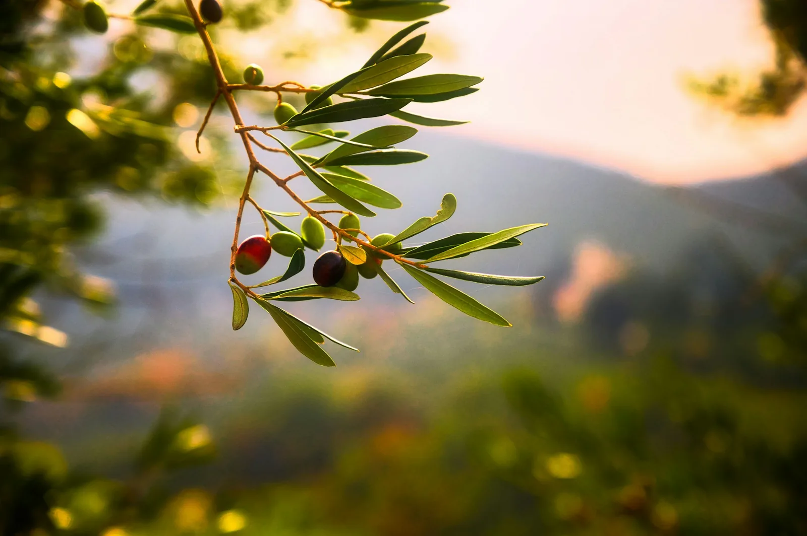 Olives ripening on the branch