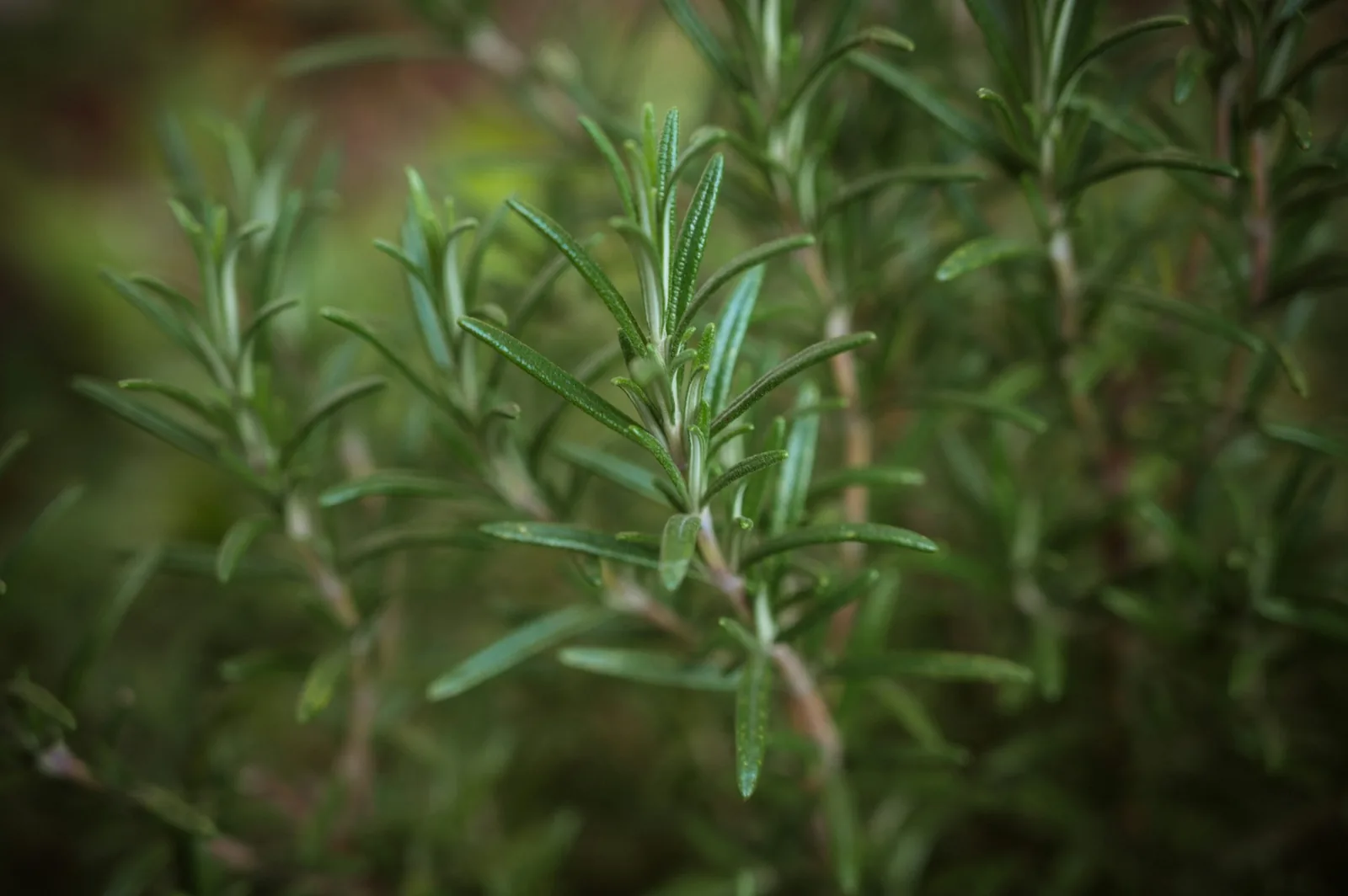 Sprigs of rosemary and thyme