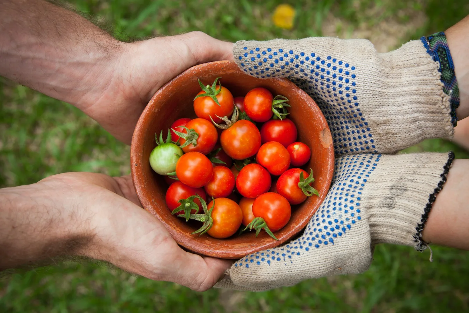 Freshly picked tomatoes held in a bowl