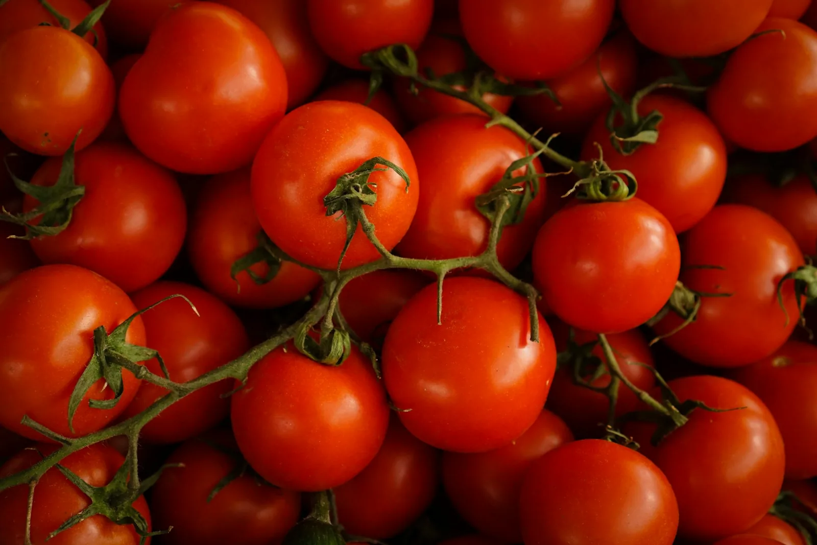 Ripe tomatoes on the vine
