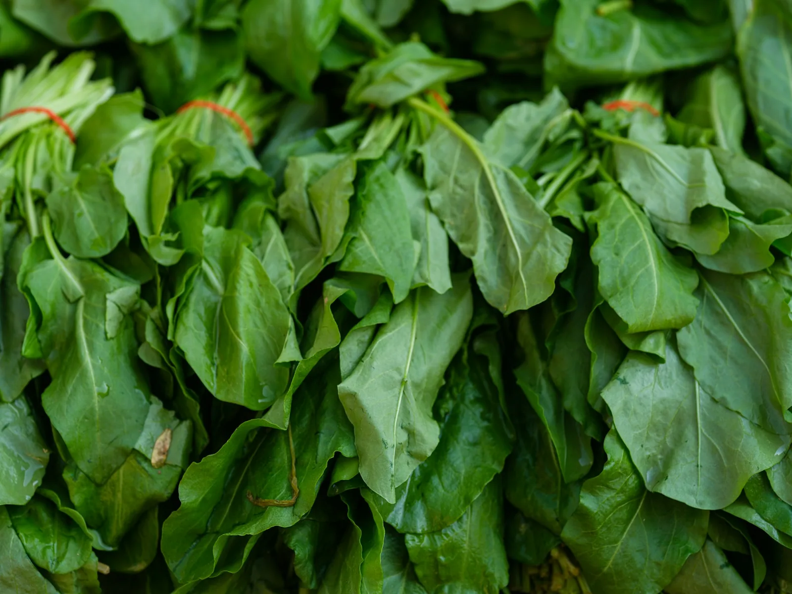 A handful of spinach leaves
